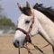 Cowboy Tack Cowboy Tack 1 1/4″ Rosewood Leather Spider Stamp Noseband