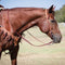 Cowboy Tack Cowboy Tack 3/4″ Twisted & Tied Leather Braided Slip Ear Headstall