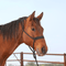 Martin Saddlery Martin Saddlery Braided Rope Halter with Lead