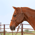 Martin Saddlery Martin Saddlery Braided Rope Halter with Lead