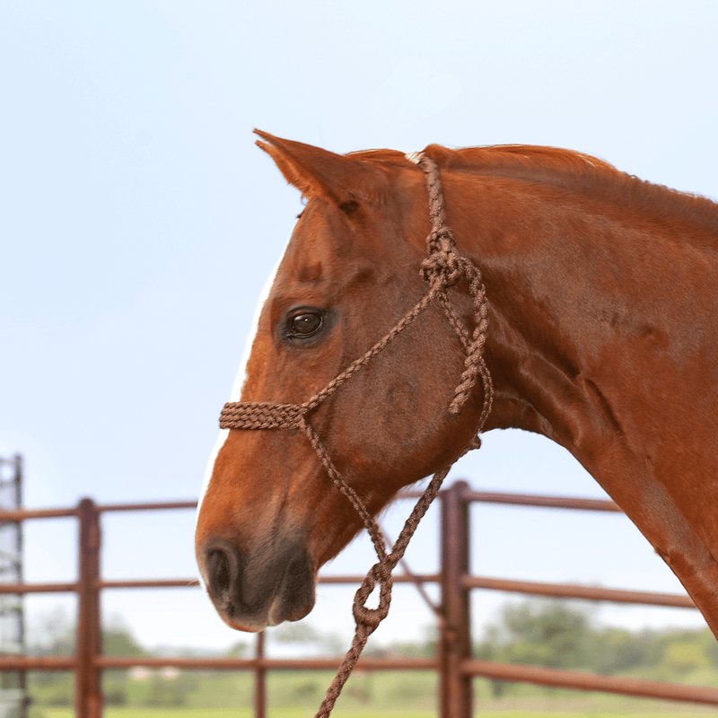 Martin Saddlery Martin Saddlery Braided Rope Halter with Lead