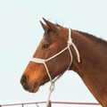 Martin Saddlery Martin Saddlery Braided Rope Halter with Lead