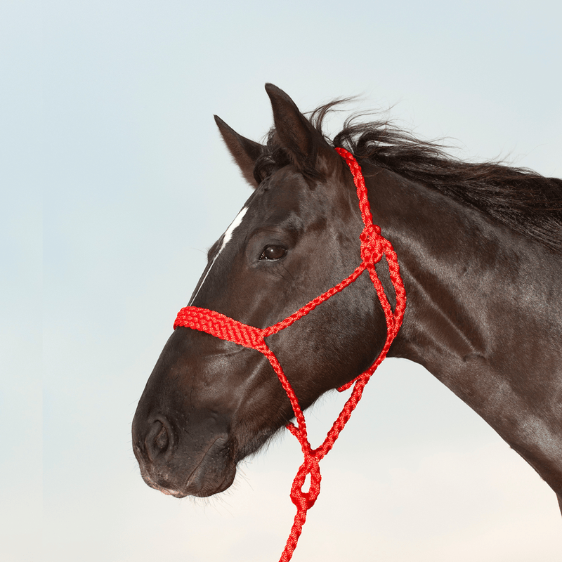 Martin Saddlery Martin Saddlery Braided Rope Halter with Lead