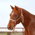 Martin Saddlery Martin Saddlery Braided Rope Halter with Lead