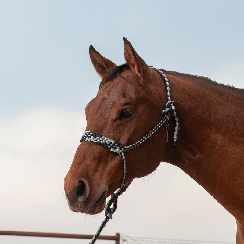 Martin Saddlery Martin Saddlery Braided Rope Halter with Lead