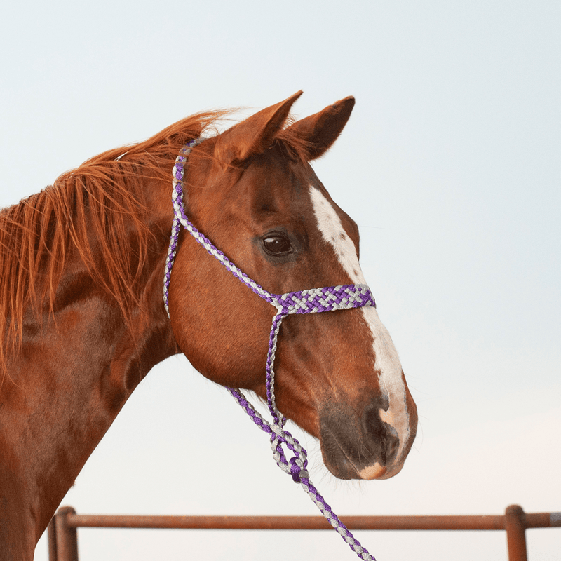 Martin Saddlery Martin Saddlery Braided Rope Halter with Lead