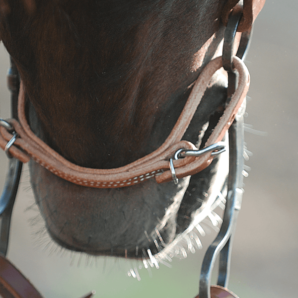 Martin Saddlery Martin Saddlery Harness Leather Curb Strap