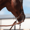 Martin Saddlery Martin Saddlery Latigo/Chain Curb Strap