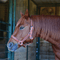 Martin Saddlery Martin Saddlery Leather Halter