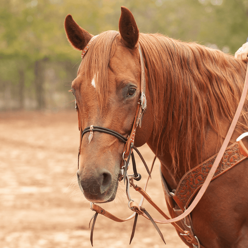 Martin Saddlery Martin Saddlery Nylon Double Rope Noseband