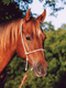 Martin Saddlery Martin Saddlery Rope Headsetter Tiedown