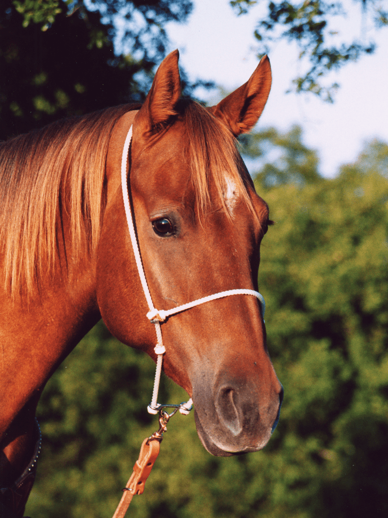 Martin Saddlery Martin Saddlery Rope Headsetter Tiedown