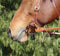Professional's Choice Bob Avila Nylon Bit Hobble