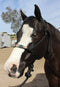 Professional's Choice Professional's Choice Beaded Rope Halter