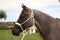 Professional's Choice Professional's Choice Cowboy Braided Rope Halter