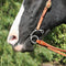 Professional's Choice Professional's Choice Equisential Route 66 Bit - Chain
