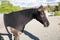Professional's Choice Professional's Choice Horse Hoodie