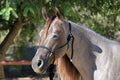 Professional's Choice Professional's Choice Rope Halter