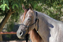 Professional's Choice Professional's Choice Rope Halter