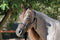 Professional's Choice Professional's Choice Rope Halter