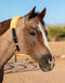 Professional's Choice Professional's Choice The Dare® Cribbing Control Collar