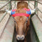 Professional's Choice Professional's Choice VenTECH™ Horn Wraps