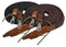 Showman Showman 8' Flat Braided Nylon Reins With Leather Poppers
