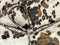 Showman Showman Cowhide Print Browband Headstall Set