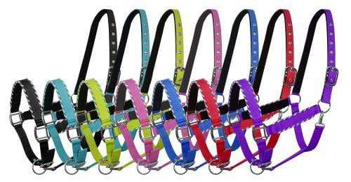 Showman Showman Horse Size Nylon Halter With Rope Border Design