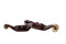 Showman Showman Youth Antique Brown Steel Spurs with Copper Studs