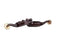 Showman Showman Youth Antique Brown Steel Spurs with Silver Studs