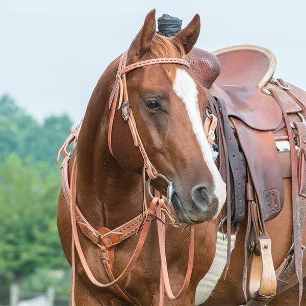 Weaver Weaver Buckstitch Browband Headstall