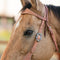 Weaver Weaver Rough Out Russet Harness Leather Browband Headstall with Spots